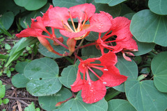 Bauhinia galpinii